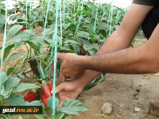 آغاز برداشت فلفل رنگی از گلخانه آموزشی امین خاتم