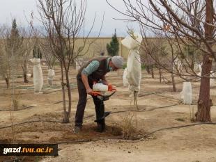 کاشت 135اصله درخت مثمروغیرمثمر به مناسبت روزدرختکاری وهفته منابع طبیعی در آموزشکده فنی دختران میبد
 8