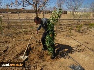 کاشت نهال به مناسبت روز درختکاری وهفته منابع طبیعی در آموزشکده فنی دختران میبد
 2