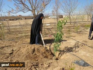 کاشت نهال به مناسبت روز درختکاری وهفته منابع طبیعی در آموزشکده فنی دختران میبد
 3