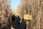 اعزام کاروان راهیان نور دانشجویان آموزشکده فنی دختران میبد به مناطق عملیاتی جنوب 3