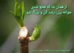 از همانجا که قطع شدی جوانه بزن، رشد کن و بزرگ شو 2
