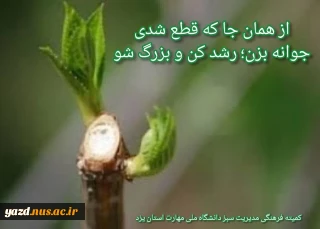 از همانجا که قطع شدی جوانه بزن، رشد کن و بزرگ شو