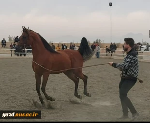 حضوردانشجویان آموزشکده ملی مهارت دختران میبد در همایش سوارکاری به مناسبت روز دانشجو
 2