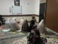 برگزاری جلسه ای دوستانه به مناسبت میلاد کریمه اهل بیت در خوابگاه دانشجویی شقایق آموزشکده ملی مهارت دختران میبد