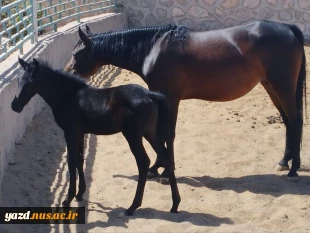 بازدید آموزشی دانشجویان رشته عکاسی در همایش سوارکاری باشگاه نهروان مصدق
 2